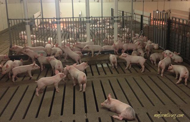 pig-pen_main.jpeg